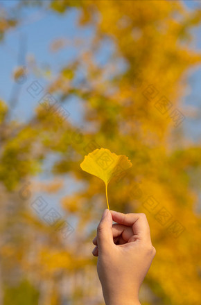 秋季风景手拿银杏叶图片