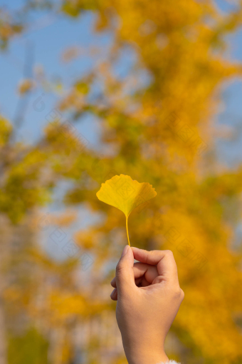 秋季风景手拿银杏叶