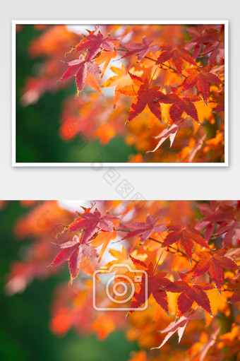 秋季景色枫树红枫叶树枝树叶图片