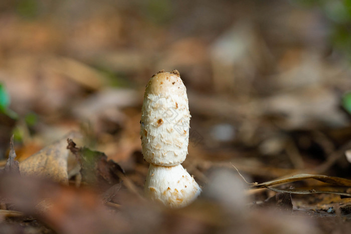 户外野蘑菇菌类白蘑菇图片