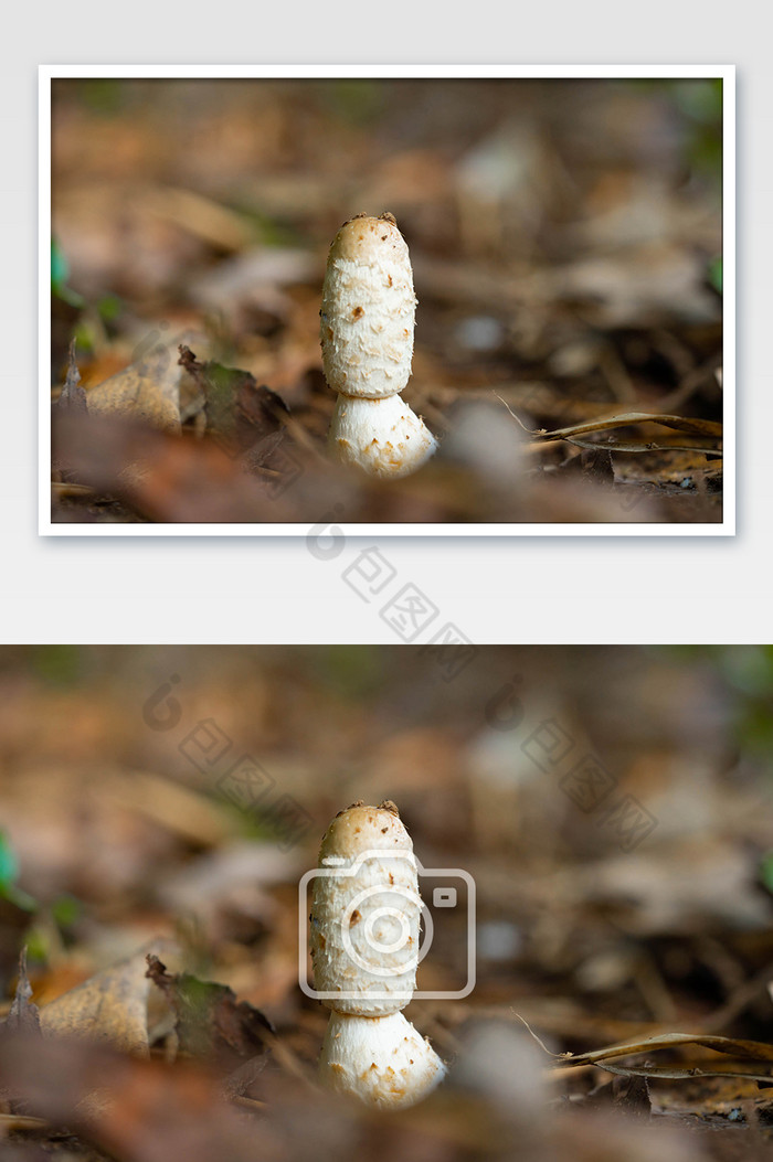 户外野蘑菇菌类白蘑菇图片图片