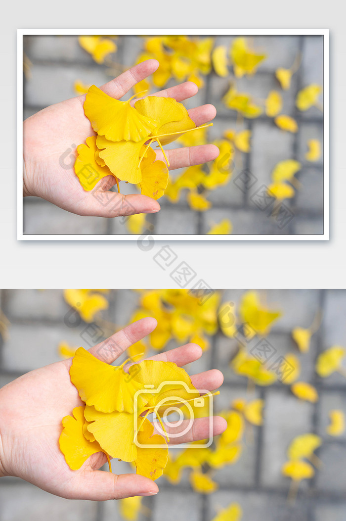 秋季树叶手捧银杏叶黄树叶图片图片