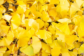 秋季树叶银杏叶黄树叶