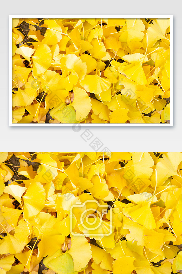 秋季树叶银杏叶黄树叶图片图片