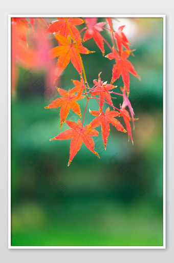 秋季树叶红枫叶自然风景图片