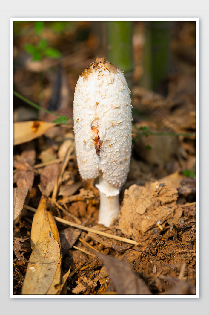 户外野生蘑菇白蘑菇