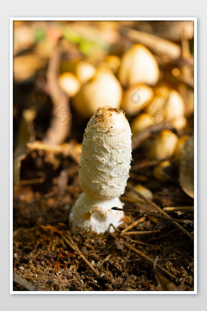 户外野生蘑菇摄影图
