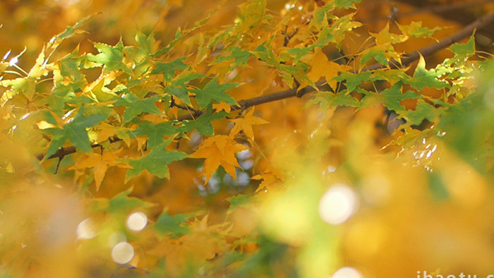 秋天阳光穿透五角枫叶实拍
