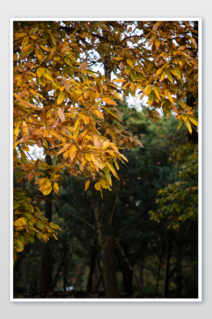 秋天森林里的红叶银杏摄影图