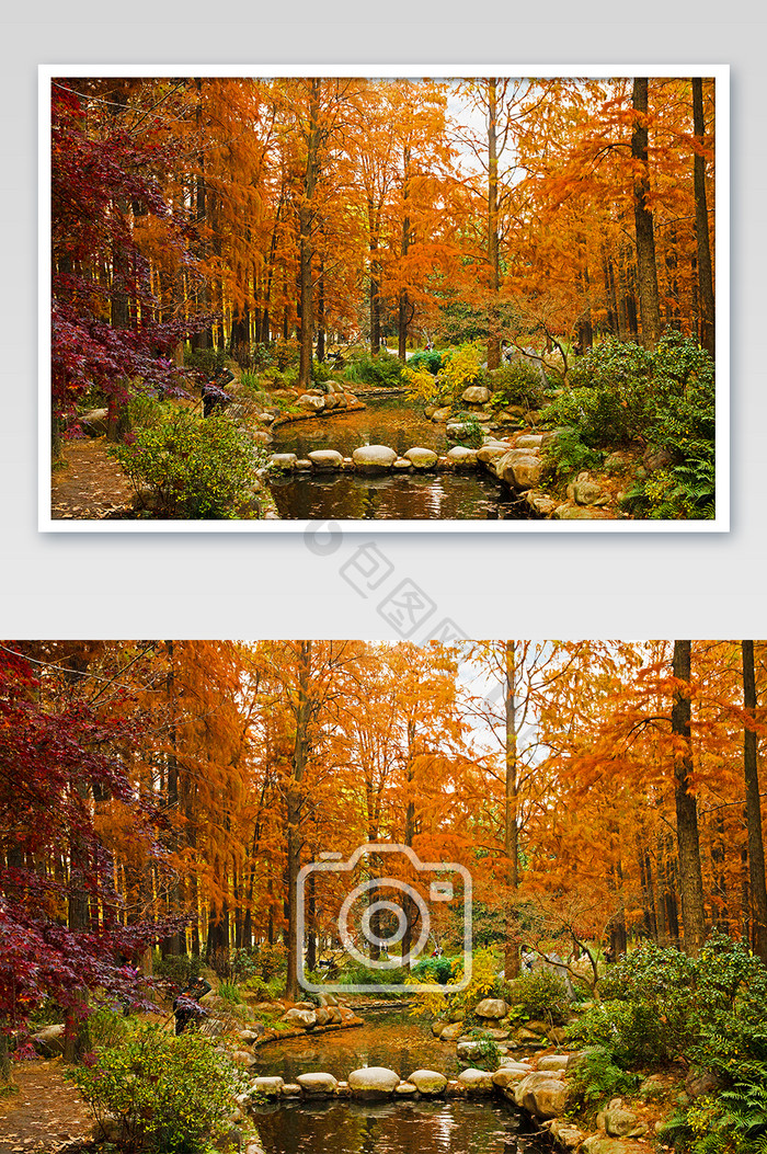 秋季森林里的红叶银杏摄影图
