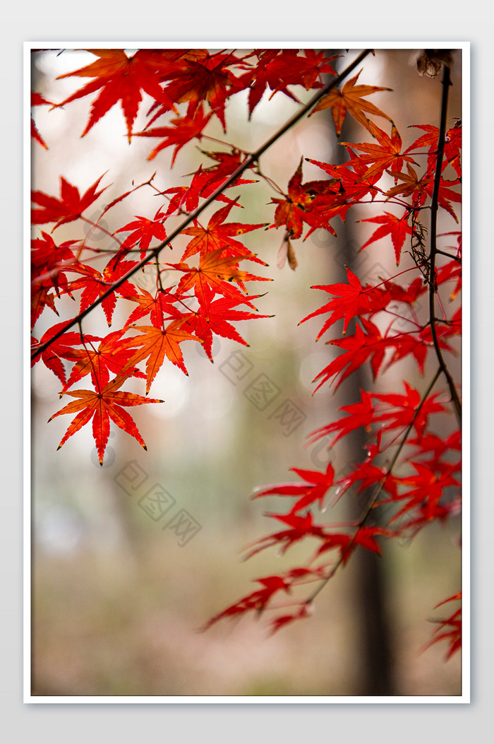 秋天秋季森林里的红叶银杏摄影图