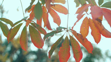 温暖治愈秋天红叶天空简构图实拍
