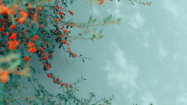 秋天墙边红色果实成熟实拍