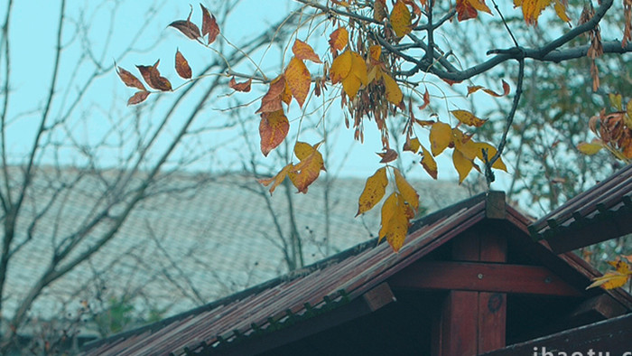 秋天红叶老屋屋檐树叶飘动实拍