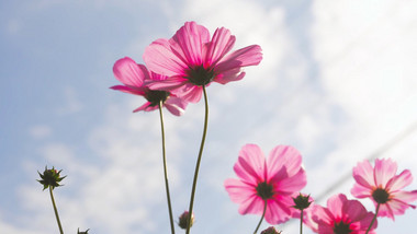 格桑花逆光特写自然写意4K实拍