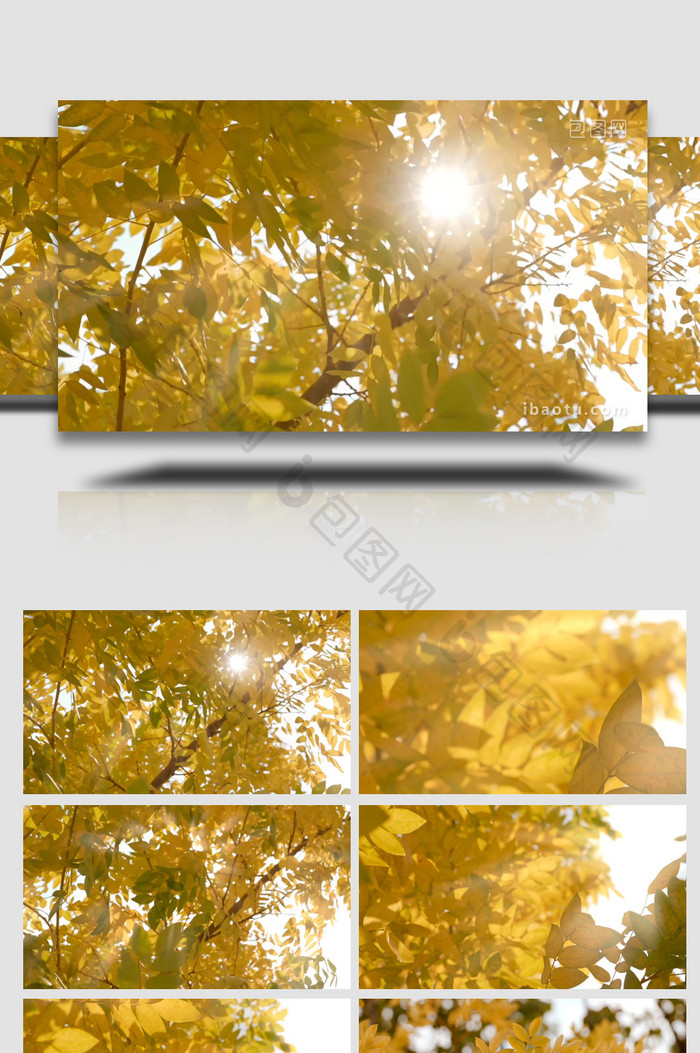 唯美秋天的树叶透光实拍视频