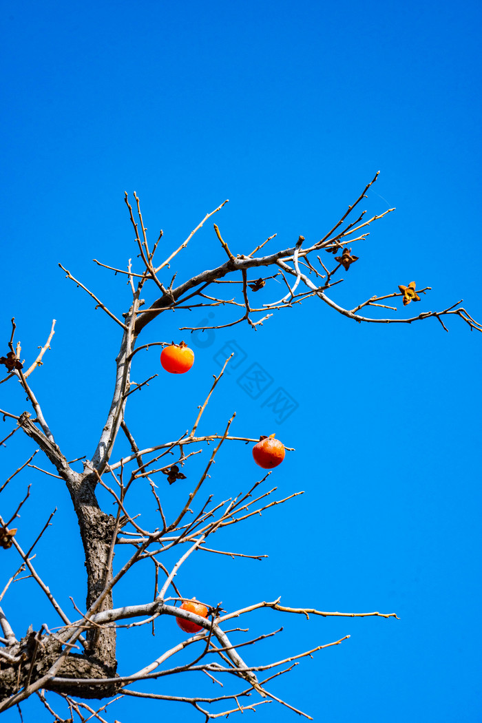 秋季柿子树柿子水果图片