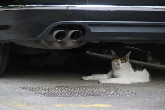 小区汽车底下的流浪猫图片