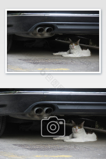 小区汽车底下的流浪猫图片