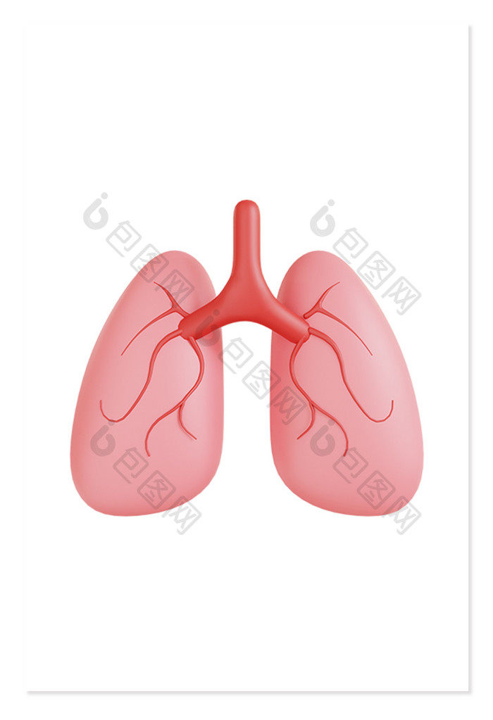 3D立体人体器官内脏肺