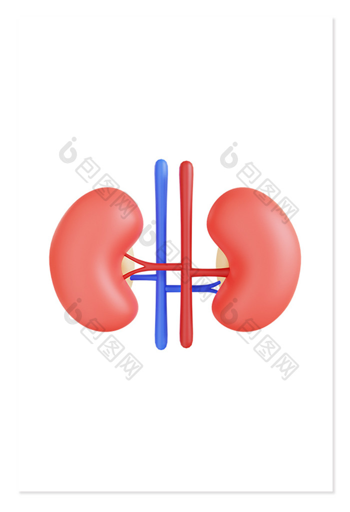 3D立体人体器官内脏肾脏