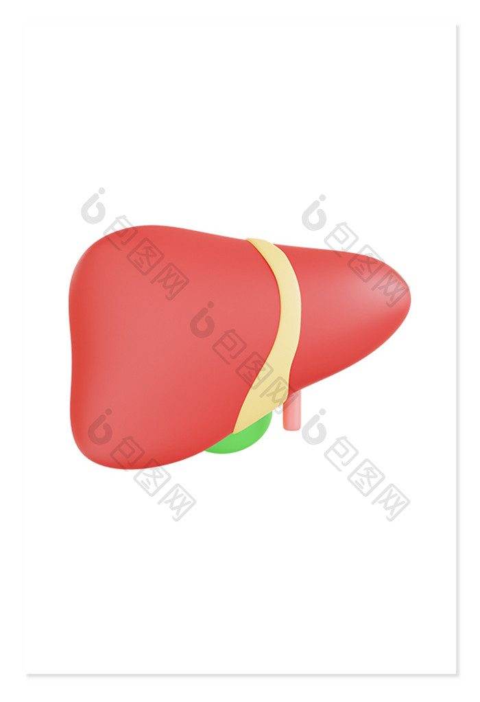 3D人体器官立体肝脏