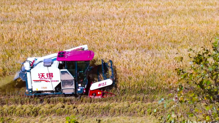 农业丰收机械收割水稻丰收4K