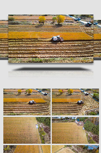 农业丰收联合收割4K航拍图片