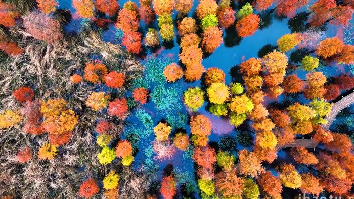 自然风景五彩深秋水杉林4K航拍