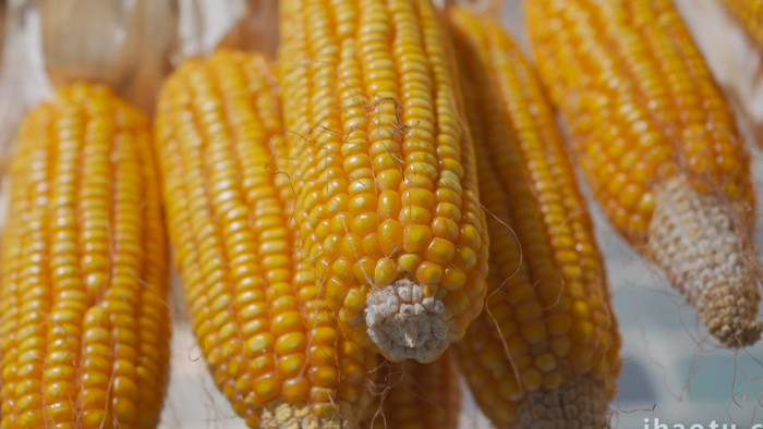 农作物农业玉米棒子实拍视频