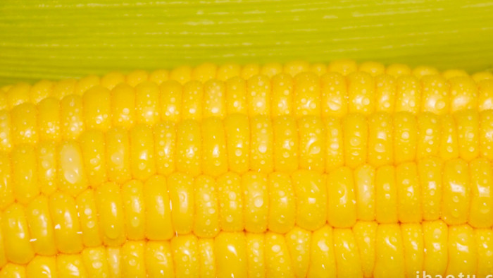 农作物农产品嫩玉米4K实拍