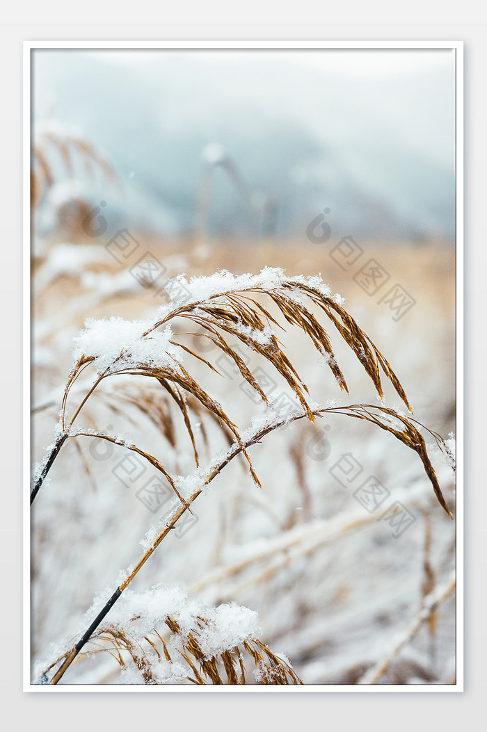 大雪中被白雪压弯的卢苇草