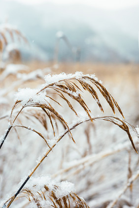 大雪中被白雪压弯的卢苇草