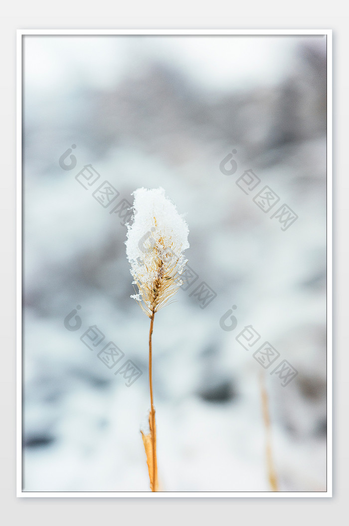 冬天沾满白雪的狗尾草特写