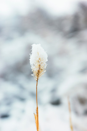 冬天沾满白雪的狗尾草特写