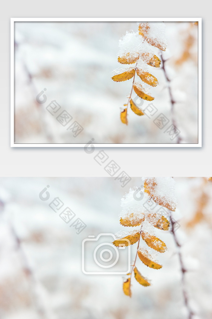 冬天小清新风格户外积雪植物图片图片