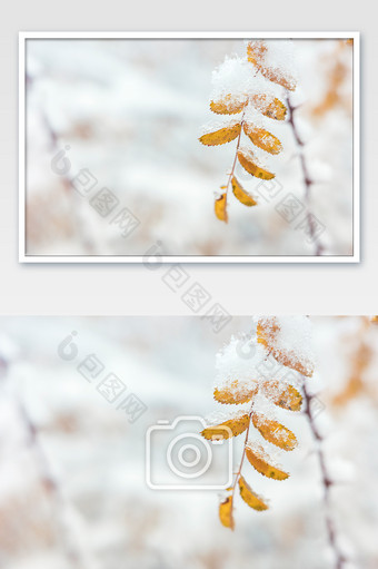 冬天小清新风格户外积雪植物图片