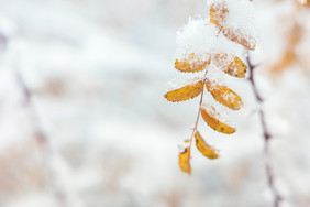 冬天小清新风格户外积雪植物