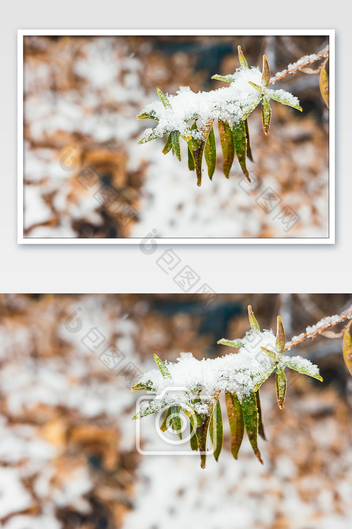 冬天挂满冰雪的户外绿植