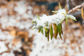 冬天挂满冰雪的户外绿植