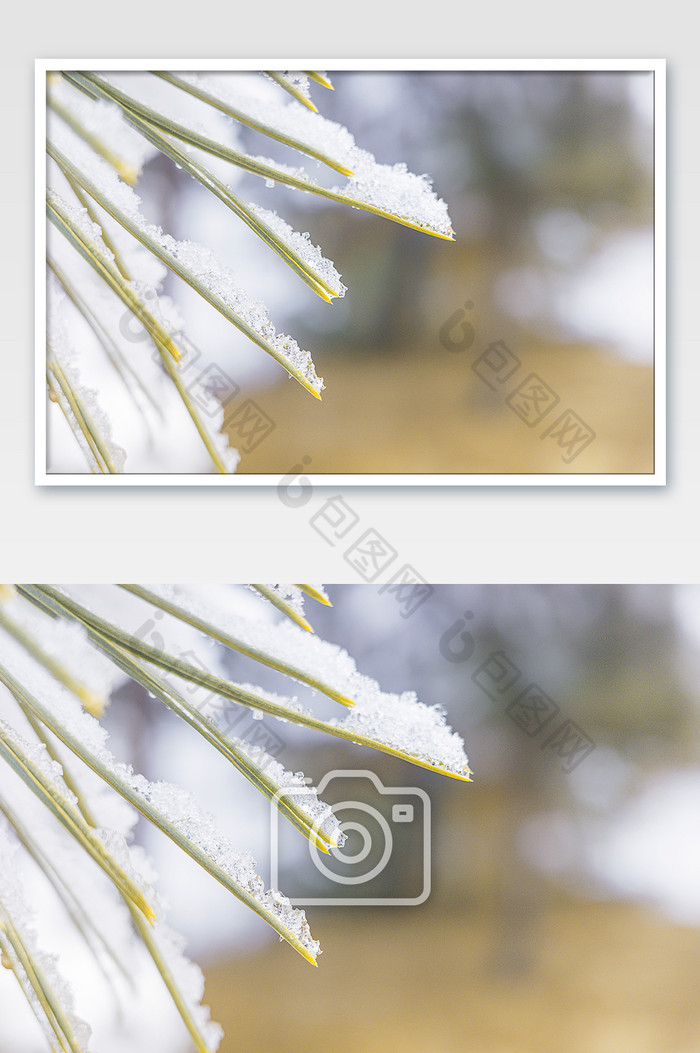 冬天雪后的松针挂满积雪图片图片