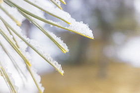 冬天雪后的松针挂满积雪