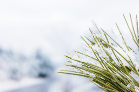 冬天雪后积满白雪的松针