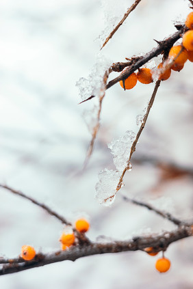 冬天挂满冰雪的沙棘果