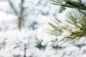 大雪天气松树积满白雪