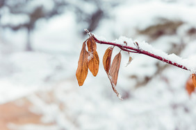 冬天枯枝上挂满冰雪冰霜