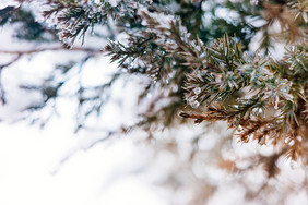 大寒小雪节气户外植物背景