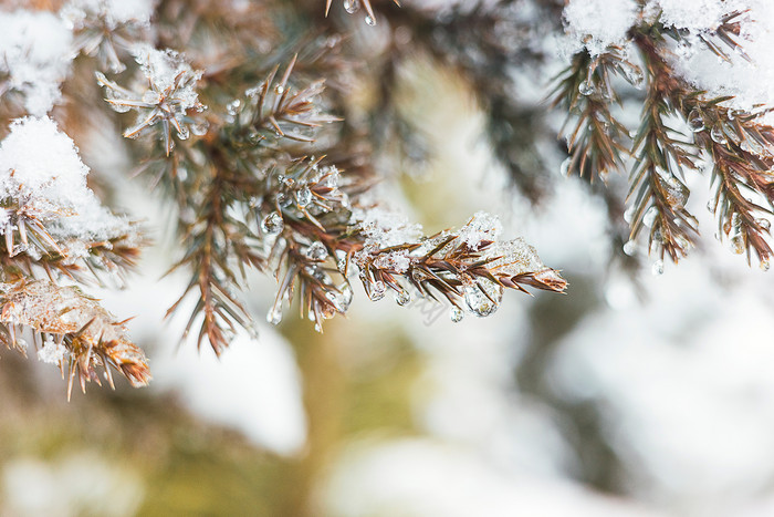 冬季冬天的松树松针图片