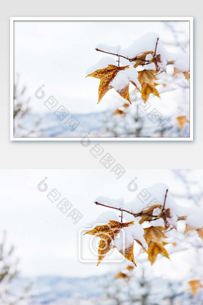 冬天大雪中的枫叶素材图片图片