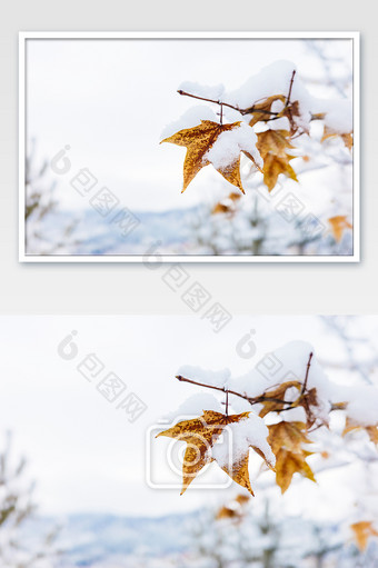 冬天大雪中的枫叶素材图片